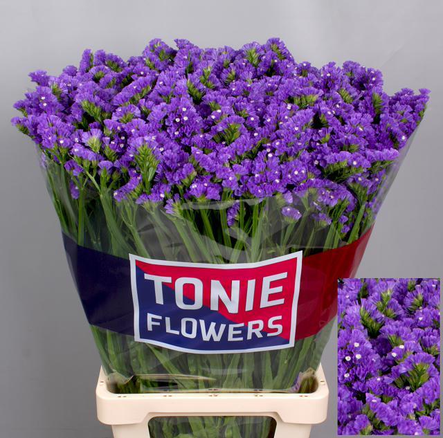 LIMONIUM ST CRYST D BLUE 70